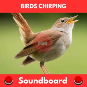 birds chirping soundboard